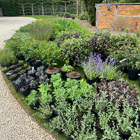 border planting