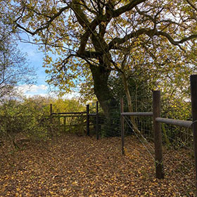 Deer proof fencing